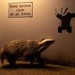 wildlife fotograf