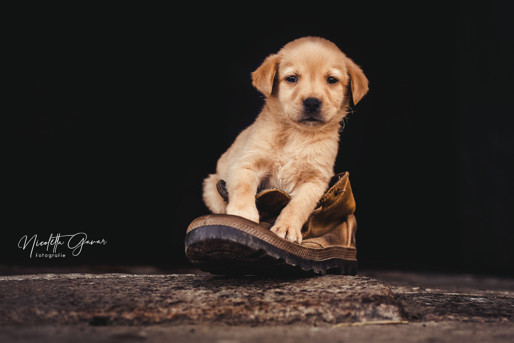 hunde fotoshooting